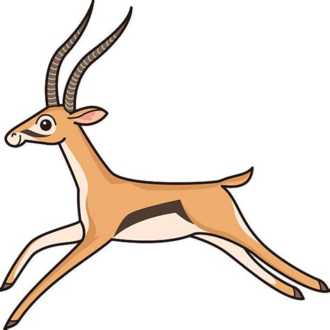 240+ Springbok Stock Illustrations, Royalty.